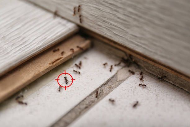 Best Residential Pest Control  in Lewistown, IL