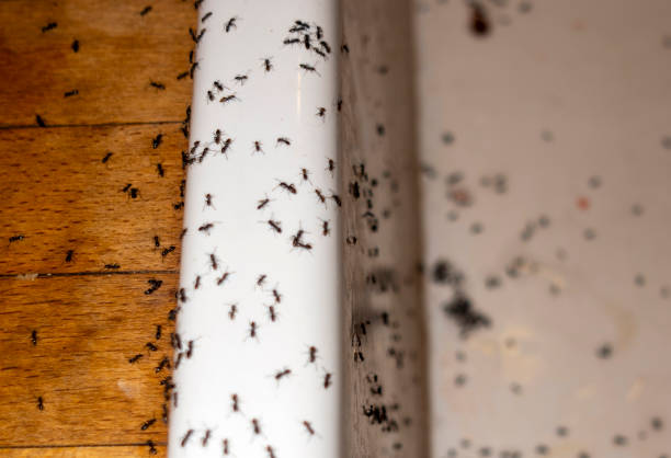 Best Flea Control Services  in Lewistown, IL