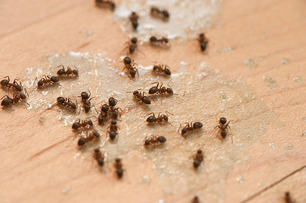 Flea Control Services in Lewistown, IL